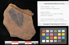 Foto (Objekt + Etikett) von Quercus palaeoilex Ettingshausen (NHMW-GEO-2024-0188-0909)